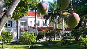 Growing fruit trees in florida is one of the many pleasures of gardening in a warm climate. Growing Mangoes In Southwest Florida