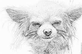 10 adorable coloriage chihuahua images image de constructeur grec