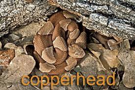 Check spelling or type a new query. Snakes Texas Parks Wildlife Department