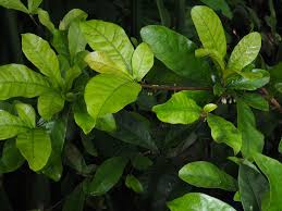 Image result for Synsepalum passargei