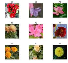 May 01, 2010 · if i could vote for all the flowers on your list, i would. Classifying Flower Species Using Fastai