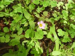 Image result for Oxalis obliquifolia