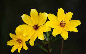 Image result for Rhynchosia luteola