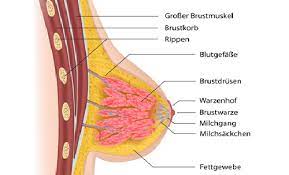 Die Anatomie Der Weiblichen Brust Multi Mam