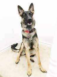 8 Month Old Harley Germanshepherd German Shepherd Gsd Dogs