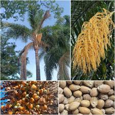 Image result for Syagrus romanzoffiana