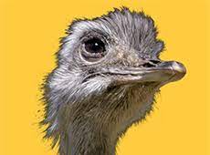 Emu oil is even sometimes used as a natural insect repellent. Does Emu Oil Help Hair Loss Treatment Work Better