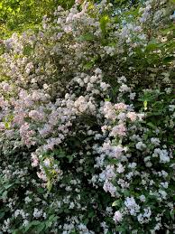 Image result for Deutzia x hybrida ′Mont Rose
