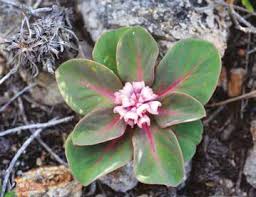 Image result for Monadenium torrei