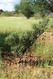 Image result for Maerua parvifolia