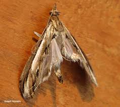 Image result for Euclasta