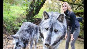Mammal safari timberwolf wildlife wildlifephotography wolf safarianimal. Massive Canadian Wolves Up Close Wolf Girl Anneka Youtube