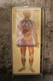 Thin man giant anatomy overlay anatomical chart. Medical Anatomy Chart Titled Thin Man For Sale At 1stdibs