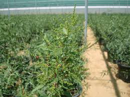 Image result for Salvadora persica