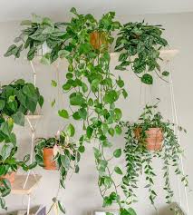 Plant Gang Plant Family Plant Shelfie Trailing Plants Hanging Plants Green Foliage Plants Leaves Cute Pots For Plants Plant Hanging Plants Plants Plant Shelves