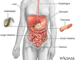 The portion of the small intestine between the stomach and jejunum. Duodenum Healthing Ca
