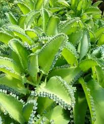 Mother Of Thousands Big Momma Kalanchoe Toxic Plants For Cats Plants Planting Succulents