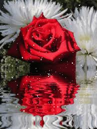 Summer images pixabay download free pictures. Rose Wallpaper Gif Photo