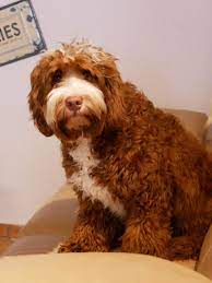 Continue reading our undermount kitchen sink reviews so you can work out whether or not they're the sinks for your kitchen. Wavy Harmony Original Australian Labradoodle Hundezucht