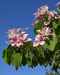 Image result for Bauhinia monandra