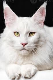 Close-up portrait of white color Maine Coon Cat