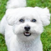 The Complete Guide to the Bichon Frise: Finding, Raising, Feeding,  Training, Socializing, and Loving Your New Bichon Puppy: Kass, Rachel,  Wolfe, Kristyanna: 9781952069109: Amazon.com: Books