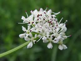 Image result for Oenanthe procumbens