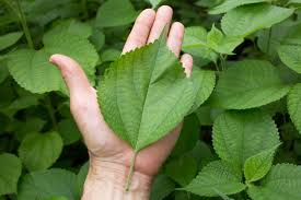 Image result for Boehmeria nivea