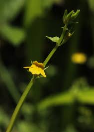 Image result for Crepidorhopalon