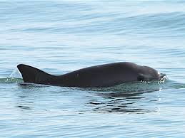 Vaquita marina, san francisco, california. Vaquita Species Wwf