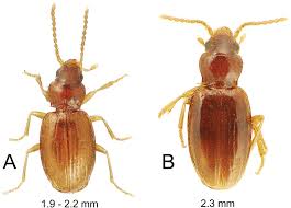 Image result for Burttia prunoides