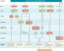 Drumont, histoire d'un antisémite français revient sur l'histoire de ce journaliste de la fin du xixème siècle à l'origine de la pensée antisémite et xénophobe. Eano Guidelines On The Diagnosis And Treatment Of Diffuse Gliomas Of Adulthood Nature Reviews Clinical Oncology