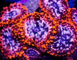 utter chaos coral reef aquarium saltwater aquarium saltwater tank