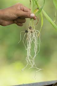 Metamorfosis akar, batang dan daun a. Akar Serabut Hilman2002 Flickr