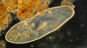 Photograph amoeba proteus slide, w.m.: Lab 1 Bacteria Protista And Fungi Scientist Cindy