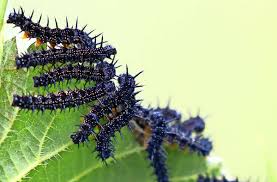 Auch die raupen des landkärtchens findet man gesellig auf brennnesseln, aber frühestens ab ende mai und im lichten wald an halbschattigen stellen , meist auf der unterseite des brennnesselblattes. Tiere In Feld Und Weinberg Invasion Der Schwarzen Killer Raupen Rems Murr Kreis Stuttgarter Nachrichten