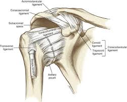 This page is about shoulder anatomy ligaments and muscles,contains soft tissues of the shoulder,shoulder joint; Bildergebnis Fur Coracoacromial Ligament Shoulder Joint Anatomy Joints Anatomy Shoulder Anatomy