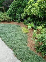 Mondo grass spreads by underground stolons and tu­ berous roots. Mondo Grass Making A Lawn Walter Reeves The Georgia Gardener
