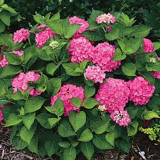 French hydrangea (hydrangea macrophylla), oakleaf hydrangea (hydrangeaquercifolia), panicle hydrangea (hydrangea paniculata), climbing hydrangea (hydrangeapetiolaris anomala). Hydrangea Lets Dance Rave