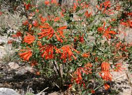 Maybe you would like to learn more about one of these? Southeastern Arizona Wildflowers And Plants An Identification Guide To Sonoran Desert Plants And Tucson Wildflowers