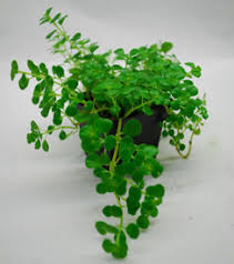 Image result for Pilea rivularis