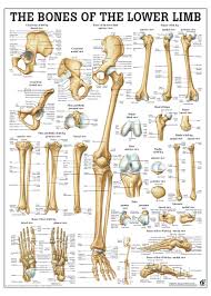Buzzfeed staff keep up with the latest daily buzz with the buzzfeed daily newsletter! The Bones Of The Lower Limb Anatomical Chart Osta International