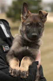 German shepherd breeder of texas. Introducing Puppy Mo German Shepherd Puppies Shepherd Puppies Police Dogs