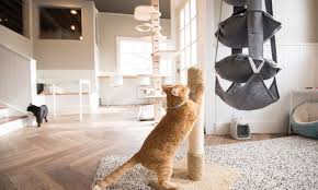 A Pair Of Cat Cafes And Chance To See Zoo Tigers For Free In October Detroit And Ann Arbor Metro Parent Cat Cafe Cat Lounge Cat Tower