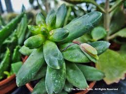 Maybe you would like to learn more about one of these? Browse And Search The Tortoise Table Plant Database