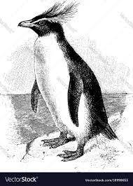 Southern Rockhopper Penguin Vintage Royalty Free Vector