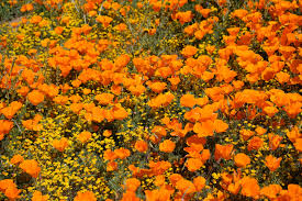 We did not find results for: Jose Gonzalez How To Meet A Wildflower Bay Nature