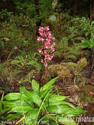 Image result for Calanthe sylvatica