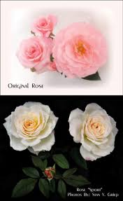 4.5 out of 5 stars 5. Why Are My Roses Changing Color Learn What Makes Roses Change Color