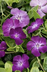 Image result for Vinca minor